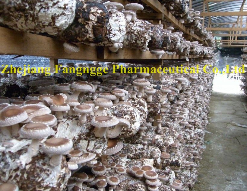 lentinus edodes extract 10%-50%