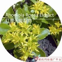 Rhodiola Rosea Extract