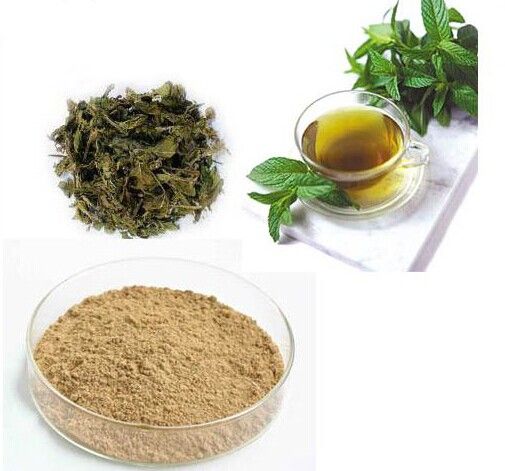 Green Tea Extract 