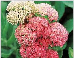 Rhodiola Rosea Extract