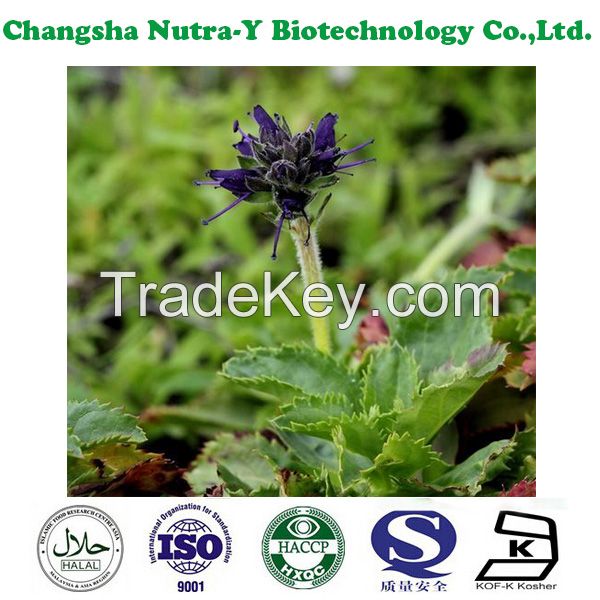 Rhizoma Picrorhizae Extract,Picrorhiza Rhizome Extract,cas no.39012-20-9 / picroside II 5% 