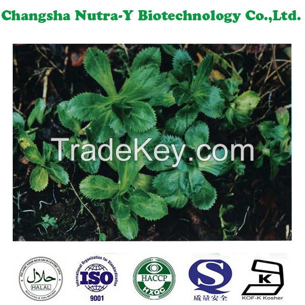 Rhizoma Picrorhizae Extract,Picrorhiza Rhizome Extract,cas no.39012-20-9 / picroside II 5% 