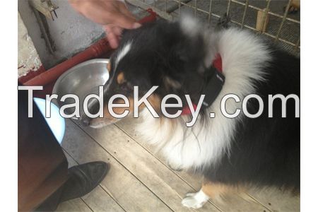 TL301 PETS GPS TRACKER