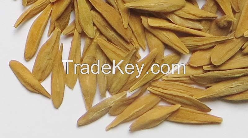 Strophanthus Gratus Seeds