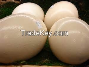 Fresh Brown and White Ostrich Eggs