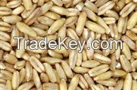 Whole Oat Groats/Hulled Oats (Human Consumption)