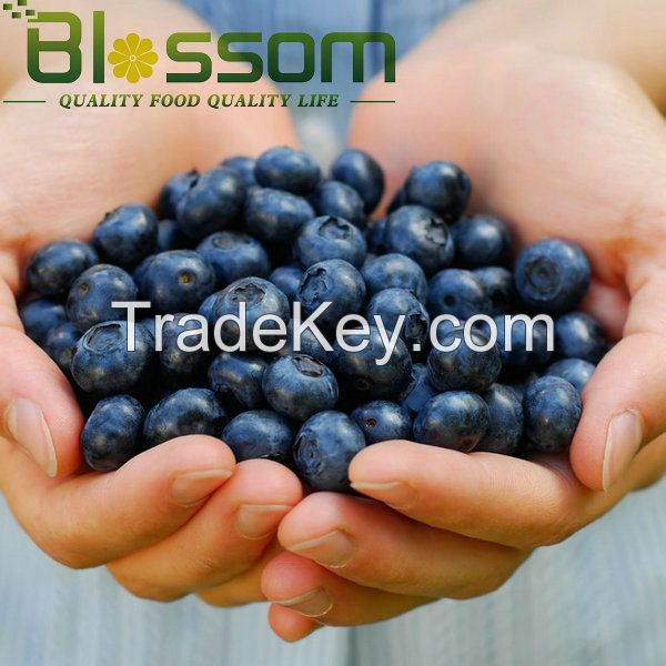 Supply frozen fruit frozen blueberry IQF blueberry