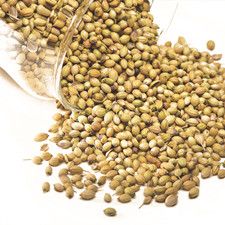 Coriander Seed P.E.