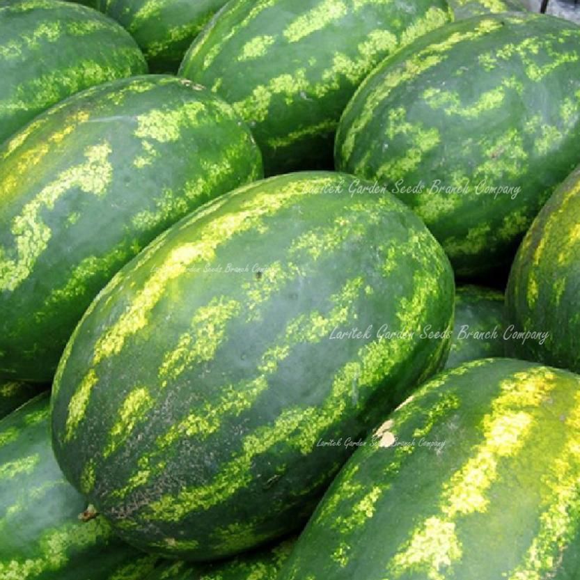 100 Seeds, Big Long Seedless Watermelon, Heirloom Aspermous Sweet Melon Seeds, Pipless Watermelon