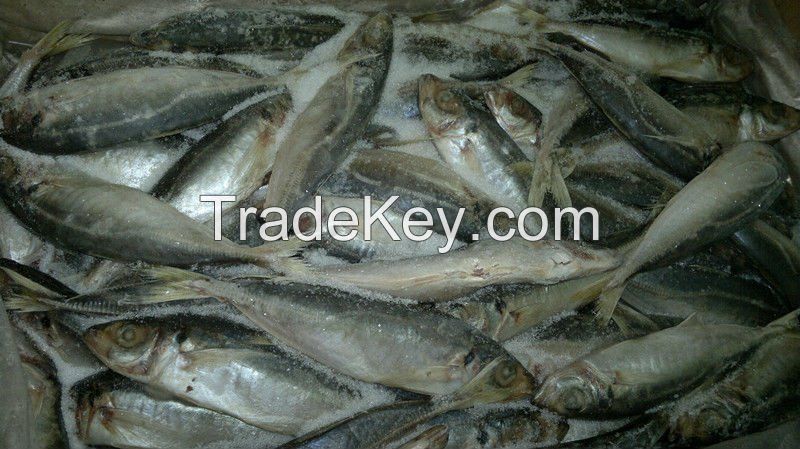 Frozen Horse Mackerel