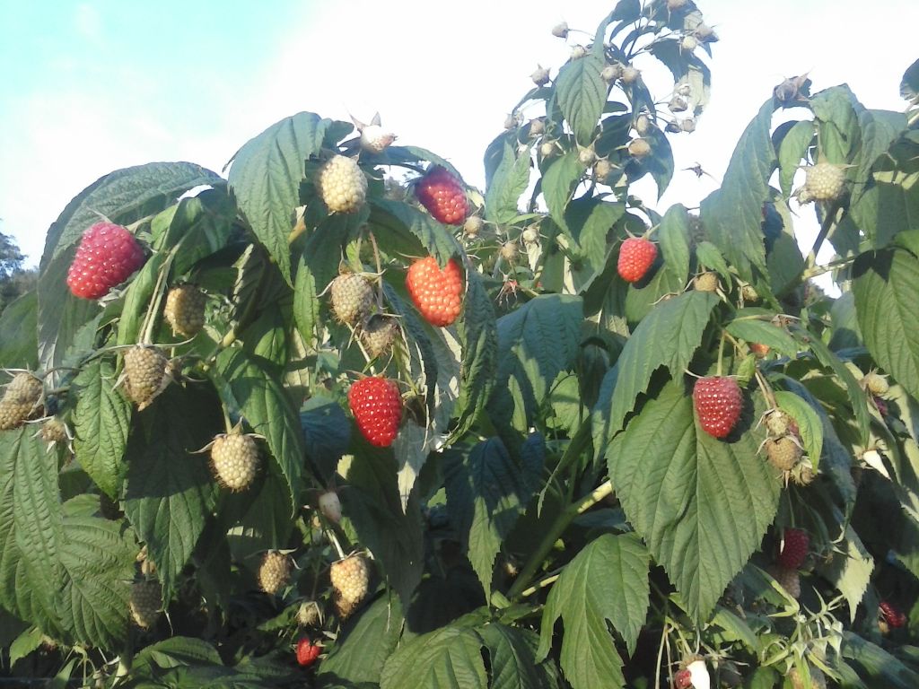 Fresh raspberries