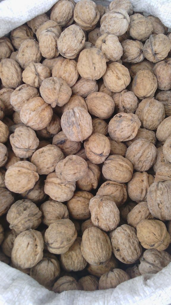 Walnuts in shells