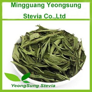 Stevia Dry Leaf