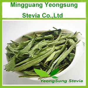 Natural Herbal Stevia Leaf