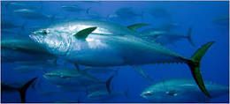 Yellow fin tuna Fish 