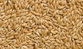 High quality Canary seed