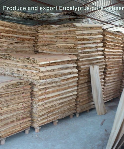 Vietnam Eucalyptus core veneer