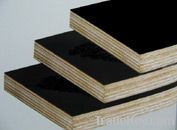 Poplar Plywood