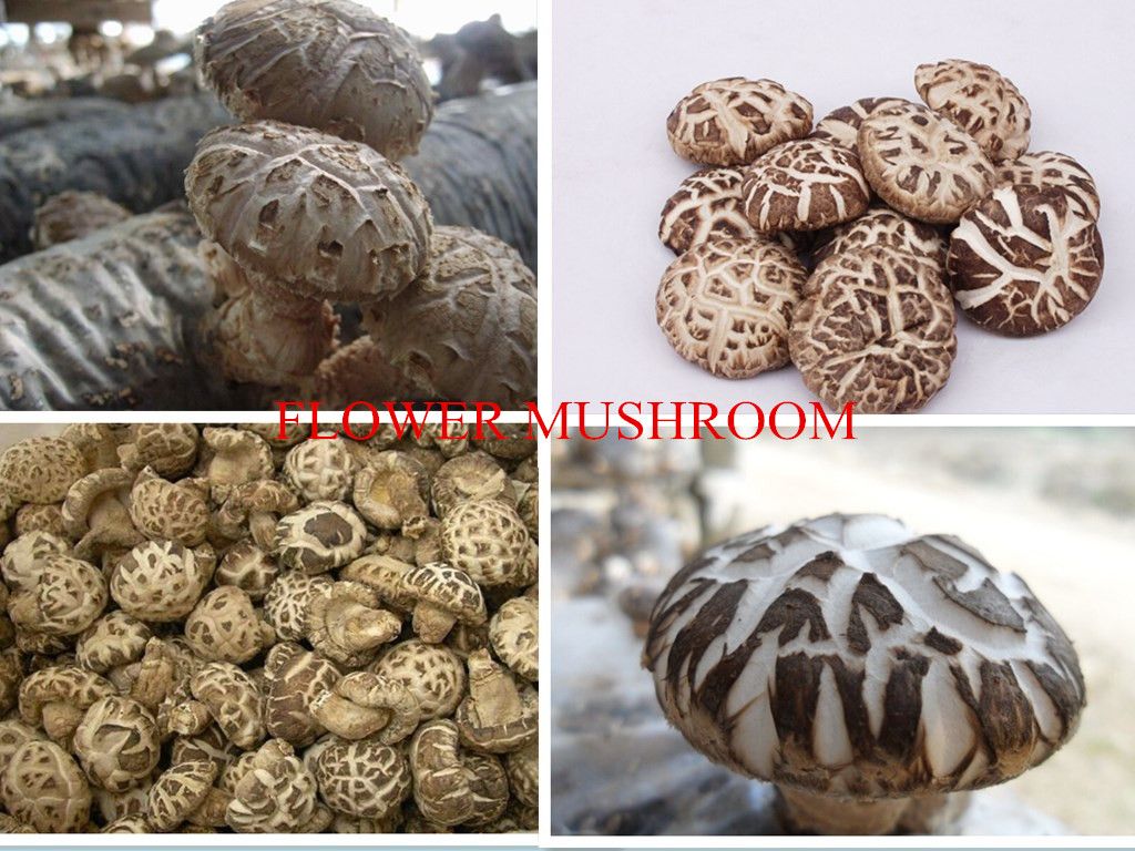 Nutritious dried shiitake mushroom/dried mushrooms/dried flower mushroom