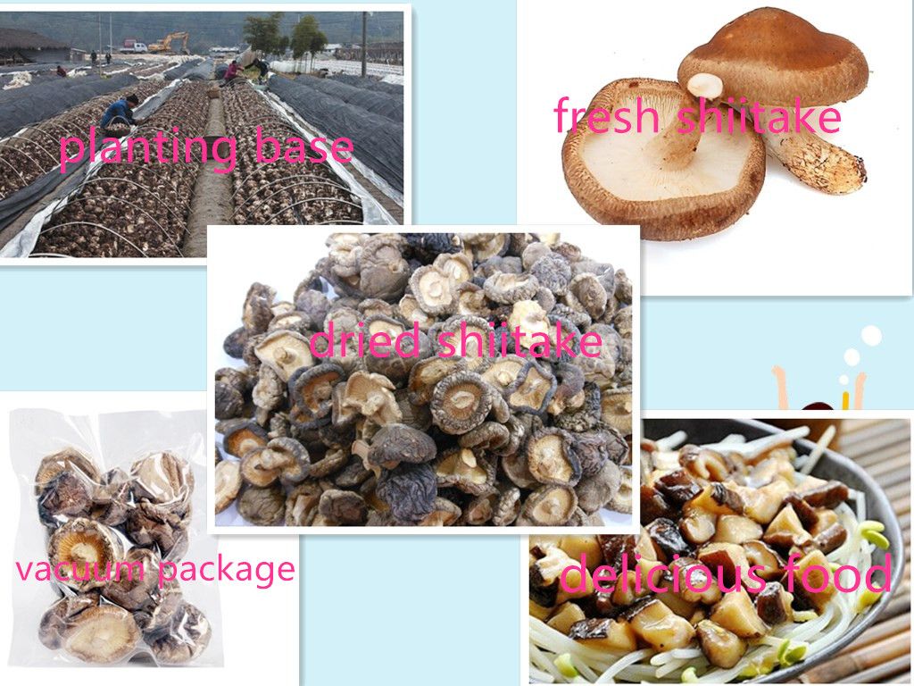 Nutritious shiitake mushroom/dried mushrooms/dried flower mushroom