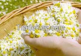 Orginal Elder Chamomile tra