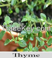 Thyme