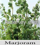 Marjoram