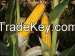 Maize