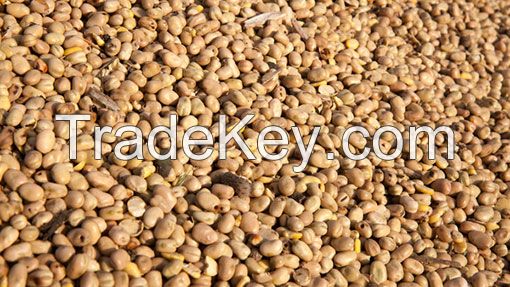 Feed beans (vicia faba)