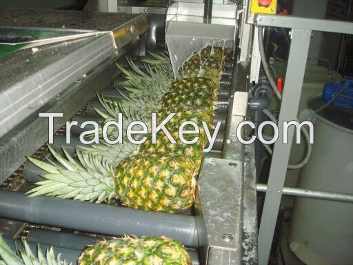 Juicy Pineapple