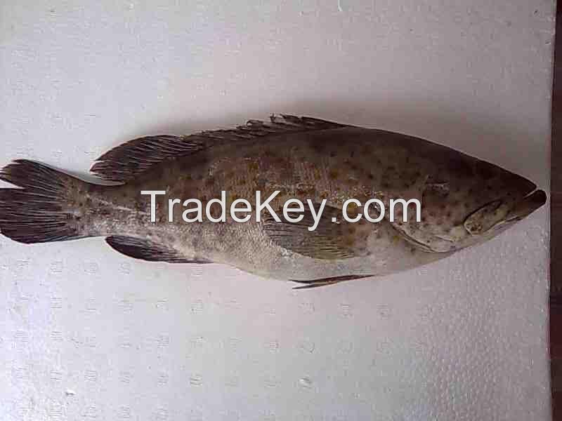 Grouper Good Size (400g-800g) and Grouper Fingerlings (1 inch -3 inches)