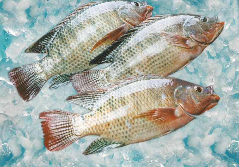 Tilapia whole round