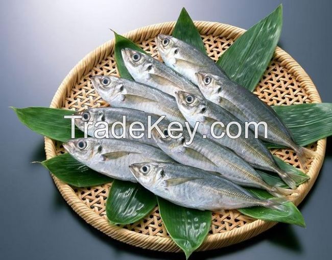 offer horse mackerel whole round