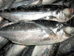 Blue horse mackerel