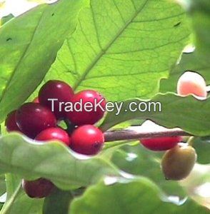 peru green coffee bean