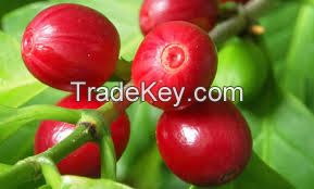 peru green coffee bean