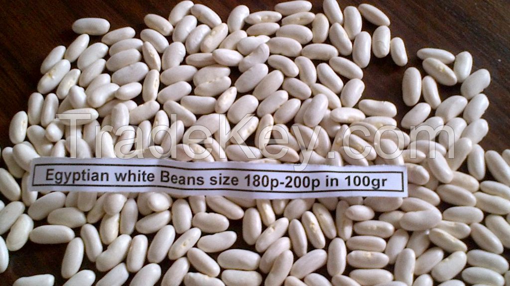 White kidney bean