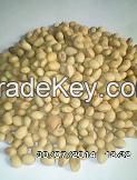 Soybean Seeds