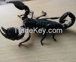 Black Scorpion