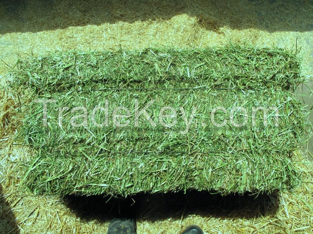  Grade A Alfalfa Hay Lucerne Quality 