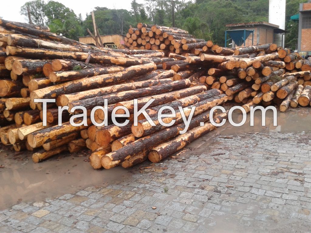 Teak Wood