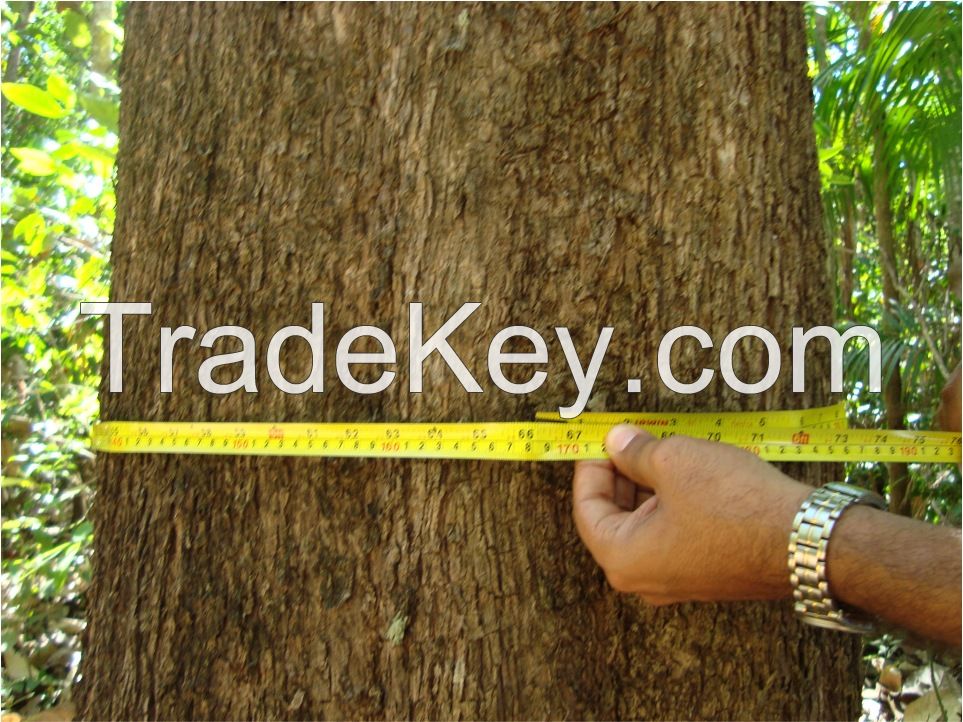 Teak Wood