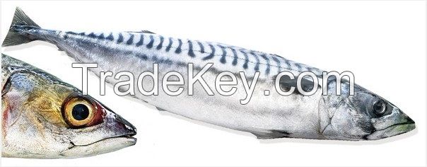 Fish (Mackerel)