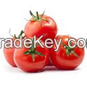 Fresh Tomato