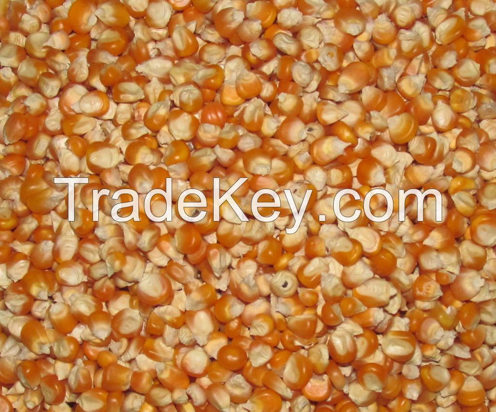 Dried Maize