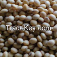 Soybean Seeds