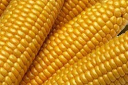 Yellow Corn (MaÃÂ­z amarillo)