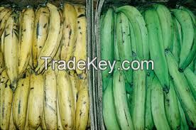 Plantain