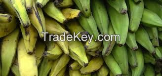 Plantain