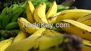 Plantain